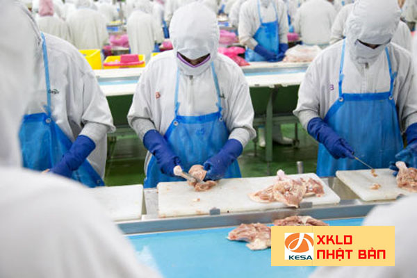 ĐƠN HÀNG NHẬT BẢN 2022 HOT Tuyển 15 nam đơn hàng chế biến thịt gà tại Kanagawa PHÍ CỰC THẤP , đơn hàng chế biến thịt gà nhật bản 2022 , đơn hàng thịt gà nhật bản 2022