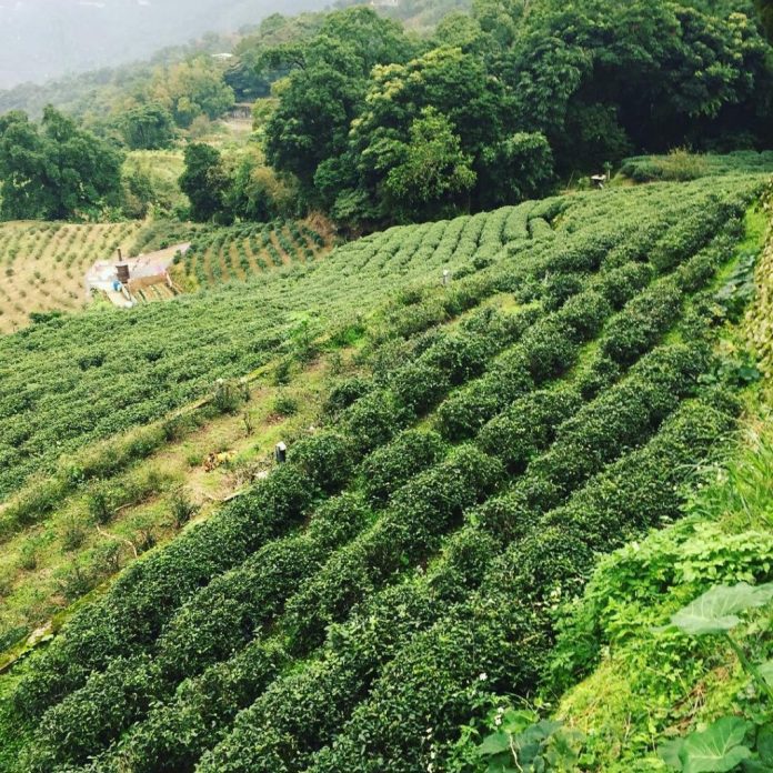 DU LỊCH ĐÀI LOAN : Maokong Gondola: Thưởng Trà và Ngắm Cảnh Trên Đỉnh Núi Rừng Xanh Tươi