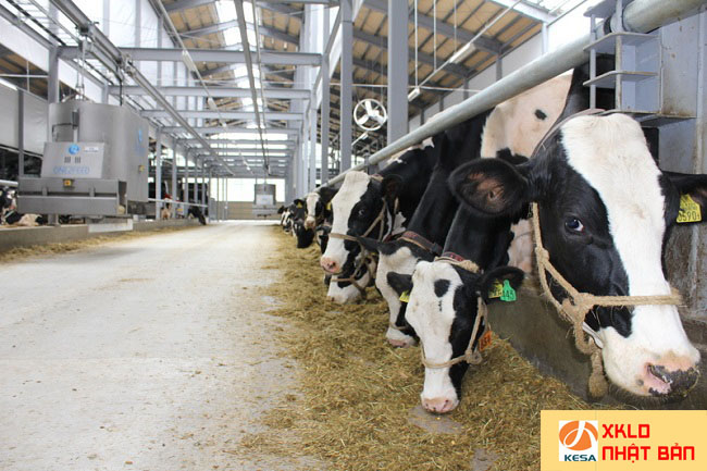 ĐƠN HÀNG chăn nuôi bò sữa tại Nhật Bản tháng 2022 , xuất khẩu lao động nhật bản 2022 , xkld nhật bản 2022 , lao động nhật bản 2022