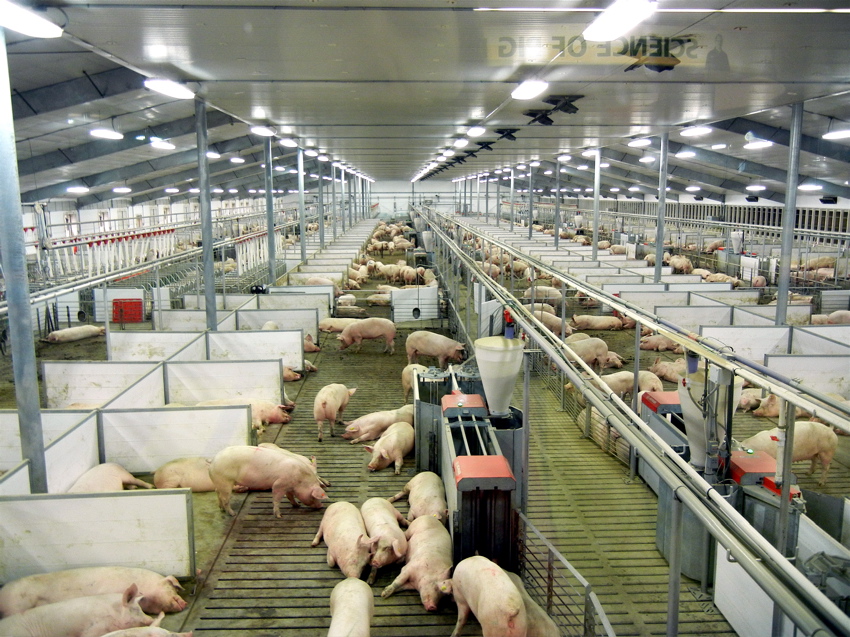 ĐƠN HÀNG NHẬT BẢN 2022 , Đơn hàng chăn nuôi lợn lương cao tại Toyama Nhật Bản tháng 2022 , xuất khẩu lao động nhật bản 2022