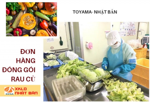 ĐƠN HÀNG NHẬT BẢN 2022 Đơn hàng ĐÓNG GÓI RAU CỦ cần tuyển 24 Nam nữ làm việc tại Toyama Nhật Bản 2022 , ĐƠN HÀNG ĐÓNG GÓI RAU CỦ NHẬT BẢN 2022 , đơn hàng đóng gói nhật bản 2022