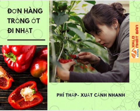 ĐƠN HÀNG NHẬT BẢN 2022 , Trồng và thu hoạch ớt tại Kumamoto- Đơn hàng đi XKLĐ Nhật Bản HOT tháng 2022 , xuất khẩu lao động nhật bản 2022, đơn trồng ớt nhật bản 2022