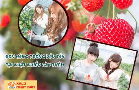 ĐƠN HÀNG NHẬT BẢN 2022, Đơn hàng XKLĐ làm trồng dâu tây tại Ibaraki Nhật Bản 2022, đơn hàng trồng dâu tây nhật bản 2022 , xuất khẩu lao động nhật bản 2022