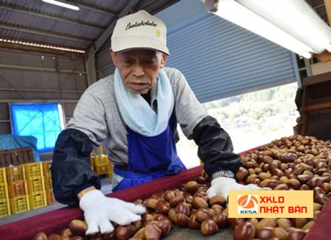 ĐƠN HÀNG CHẾ BIẾN HẠT DẺ NHẬT BẢN -Cần gấp 36 nữ đơn hàng chế biến hạt dẻ tại Nhật lương cao tại Ibaraki xuất cảnh nhanh , xuất khẩu lao động nhật bản 2022 ,xkld nhật bản 2022