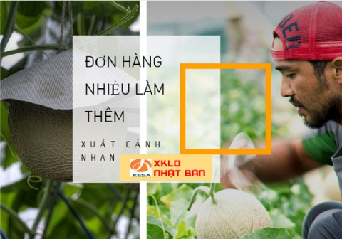 ĐƠN HÀNG NHẬT BẢN 2022 Cần Tuyển 36 Nam nữ đơn hàng nông nghiệp trồng dưa lưới tại Nagano Nhật Bản , ĐƠN HÀNG TRỒNG DƯA LƯỚI NHẬT BẢN 2022 , ĐƠN HÀNG TRỒNG DƯA NHẬT BẢN 2022