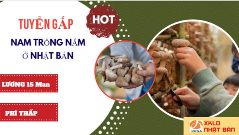 ĐƠN HÀNG NHẬT BẢN 2022 , Tuyển gấp 24 Nữ trồng và đóng gói nấm lương 28 triệu làm việc tại Akita, đơn hàng trồng nấm nhật bản 2022