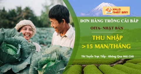ĐƠN HÀNG NHẬT BẢN 2022 ,Đơn hàng trồng và thu hoạch bắp cải tại Oita Nhật Bản , xuất khảu lao động nhật bản 2022