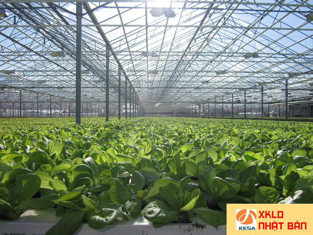 ĐƠN HÀNG NHẬT BẢN 2022 Tuyển lao động làm trồng rau trong nhà kính tại Chiba Nhật Bản tháng 2022, xuất khẩu lao động nhật bản 2022